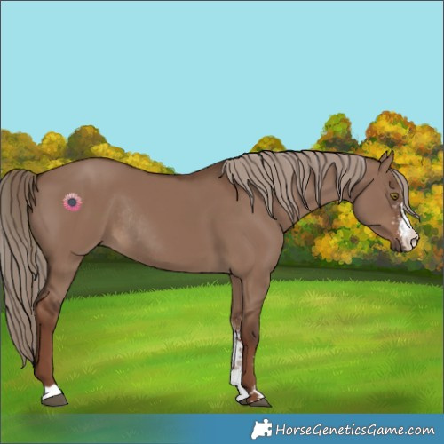 Horse Color:Liver Red Dun Sabino Rabicano