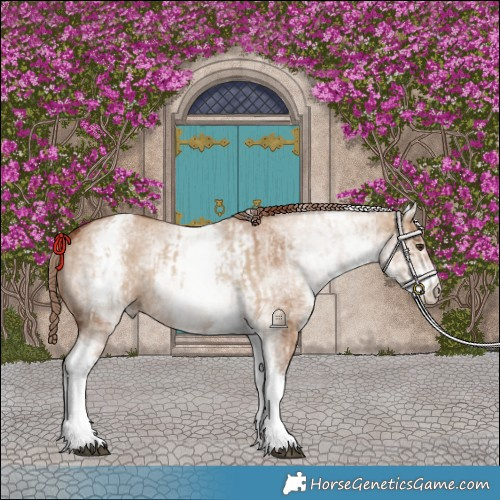 Horse Color:White Spotted Red Dun Rabicano and White Spotted Red Dun Rabicano