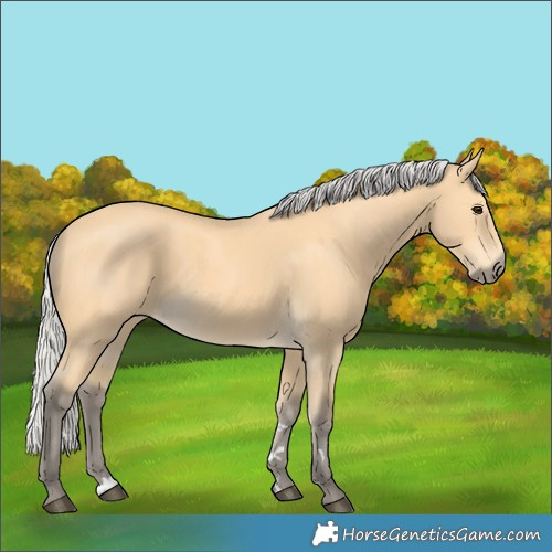 Horse Color:Silver Buckskin 