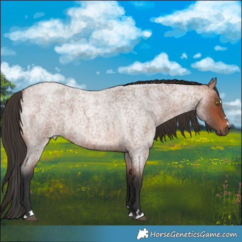 Horse Color:Bay Roan 