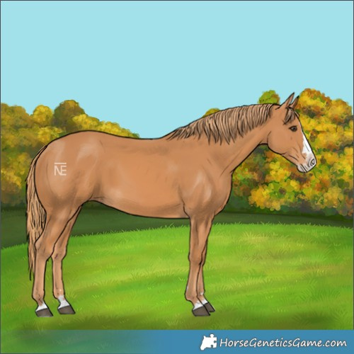 Horse Color:Chestnut Splash 
