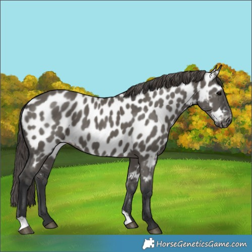 Horse Color:Grullo Appaloosa 