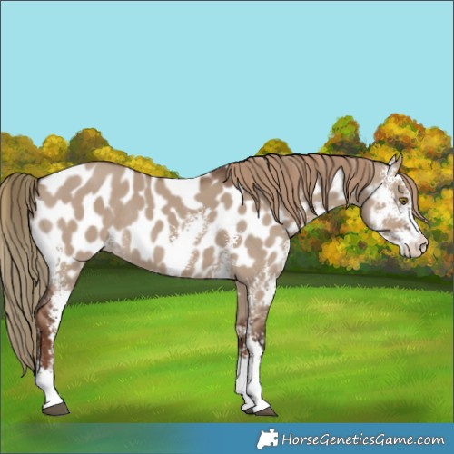 Horse Color:Liver Red Dun Sabino Near Leopard Rabicano