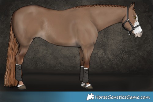 Horse Color:Liver Red Dun Sabino Rabicano 