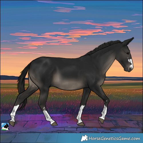 Horse Color:Gray Black Rabicano