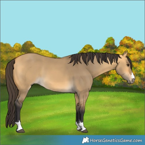 Horse Color:Buckskin Dun 