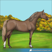 Horse Color:Liver Red Dun Sabino Rabicano