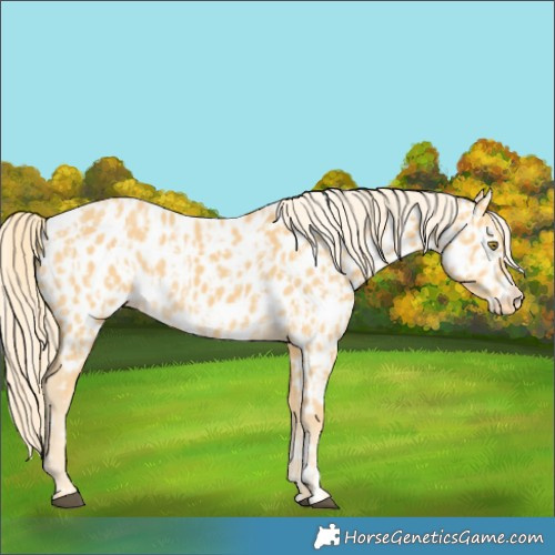 Horse Color:Palomino Near Leopard and Palomino Near Leopard