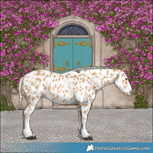 Horse Color:Palomino Near Leopard  and Palomino Near Leopard 
