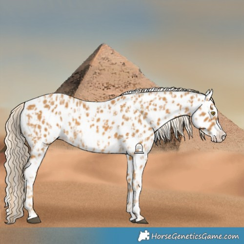 Horse Color:Palomino Near Leopard  and Palomino Frame Near Leopard 
