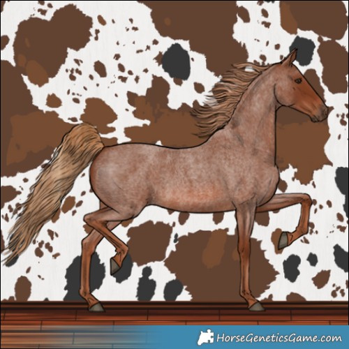 Horse Color:Red Roan
