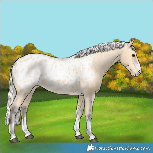Horse Color:Silver Buckskin Appaloosa 