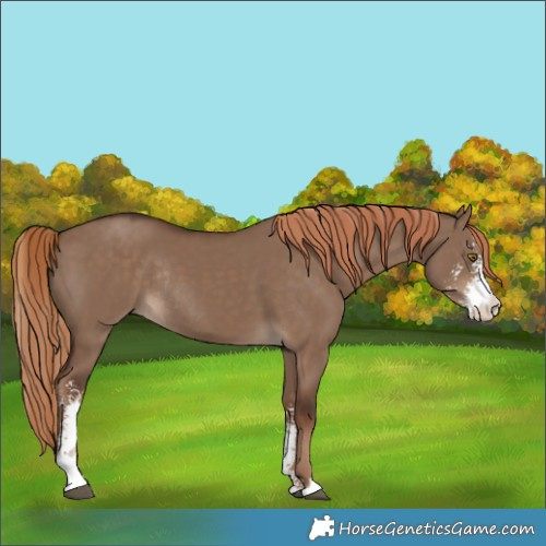 Horse Color:Liver Red Dun Sabino Rabicano 