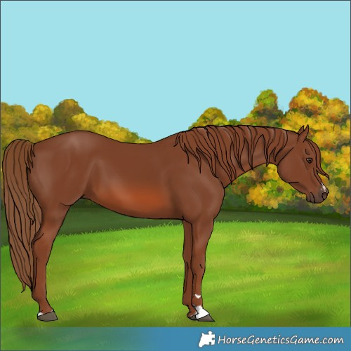 Horse Color:Chestnut 