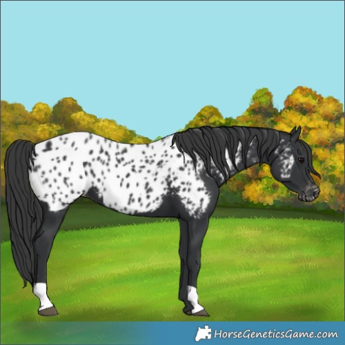 Horse Color:Black Appaloosa 
