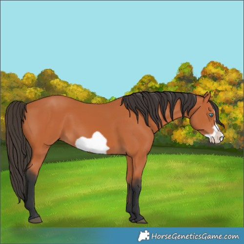 Horse Color:Bay Frame 