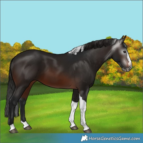 Horse Color:Gray Brown Splash Tobiano 
