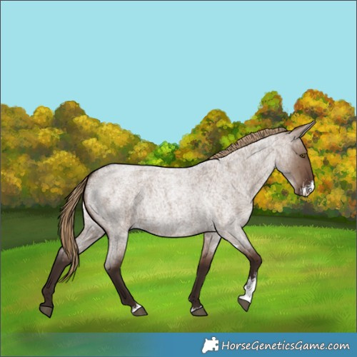 Horse Color:Liver Red Dun Roan Sabino Rabicano
