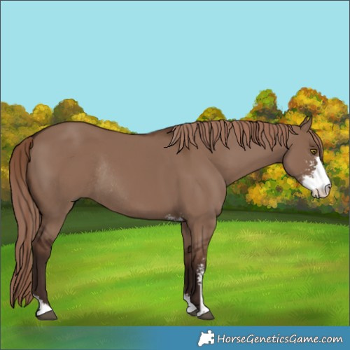 Horse Color:Liver Red Dun Sabino Rabicano 