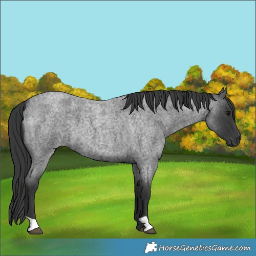 Horse Color:Blue Roan