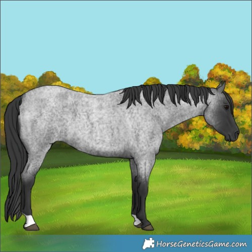 Horse Color:Blue Roan