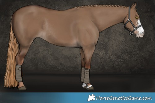 Horse Color:Liver Red Dun Sabino Rabicano