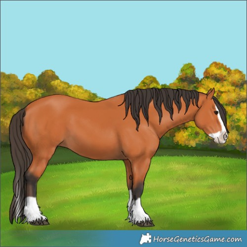 Horse Color:Bay Splash 