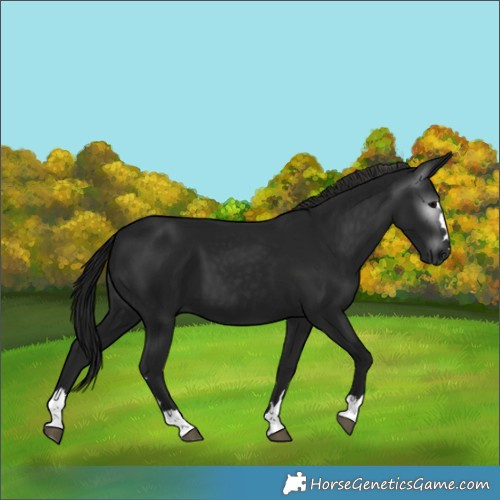 Horse Color:Gray Black 