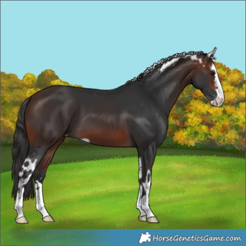 Horse Color:Brown Skewed LP Spotted 