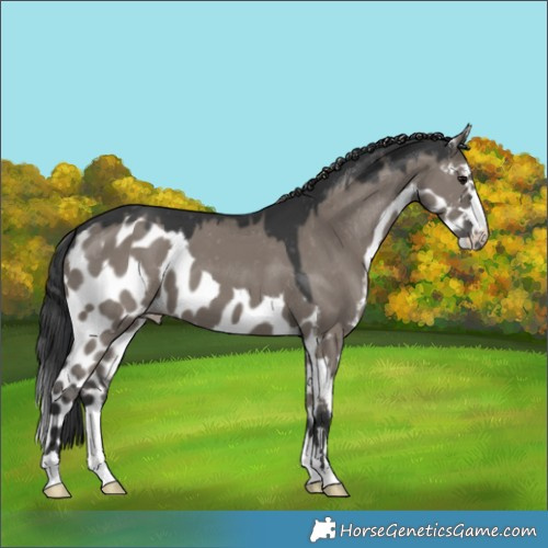 Horse Color:Grullo Skewed Appaloosa