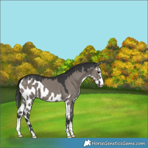 Horse Color:Grullo Skewed Appaloosa 