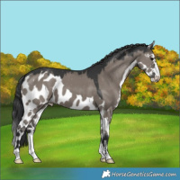 Horse Color:Grullo Skewed LP Spotted 