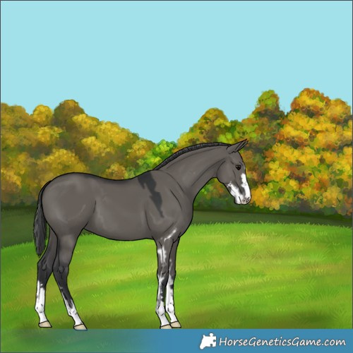 Horse Color:Grullo Skewed Appaloosa 