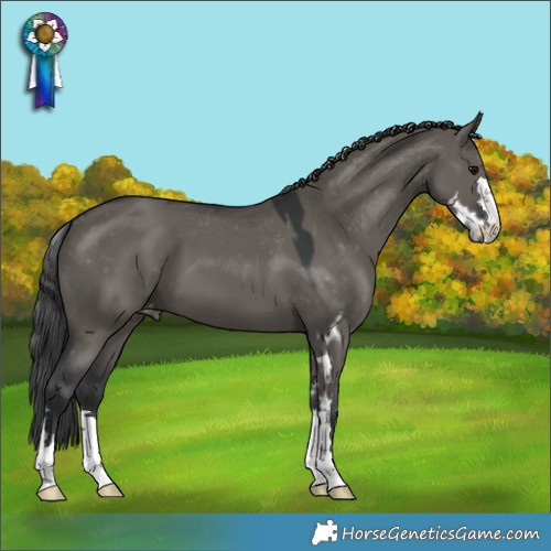Horse Color:Grullo Skewed Appaloosa