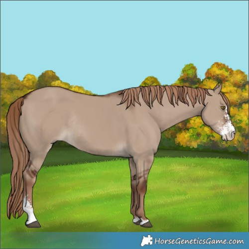Horse Color:Liver Red Dun Sabino Rabicano 