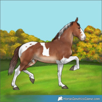 Horse Color:Chocolate Bay Tobiano Skewed Appaloosa 