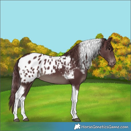 Horse Color:Chocolate Black Tobiano Skewed LP Spotted 
