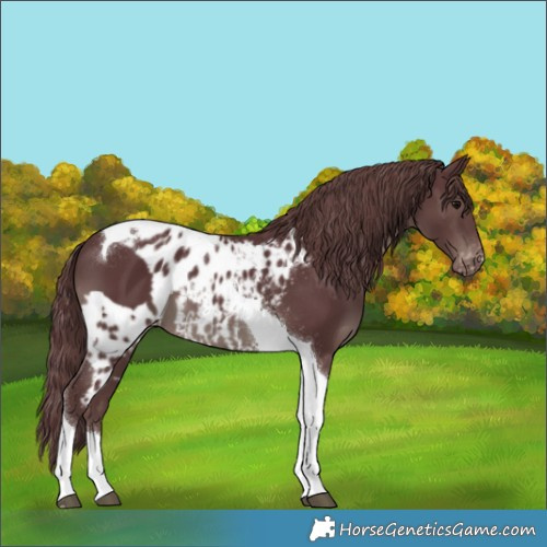 Horse Color:Chocolate Black Tobiano Skewed Appaloosa
