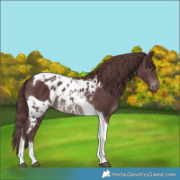 Horse Color:Chocolate Black Tobiano Skewed Appaloosa