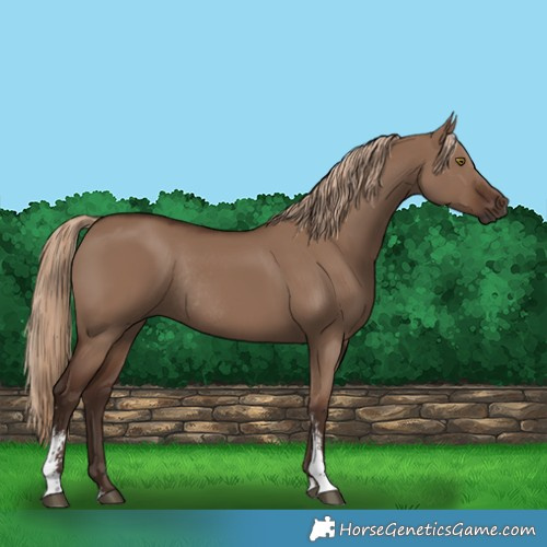 Horse Color:Liver Red Dun Sabino Rabicano