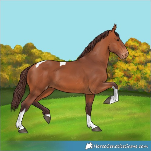 Horse Color:Chocolate Bay Tobiano Appaloosa