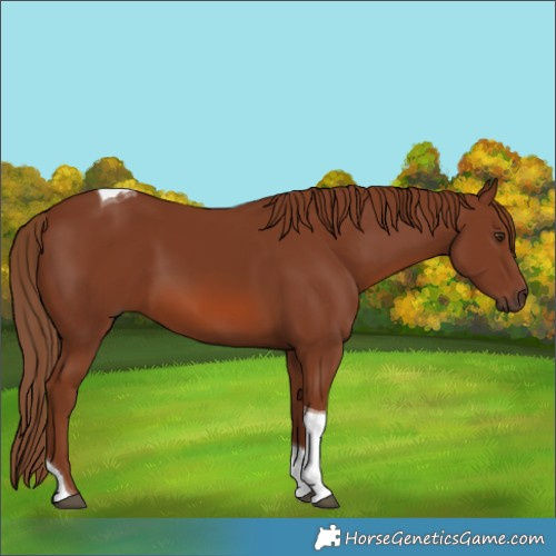 Horse Color:Chestnut Tobiano