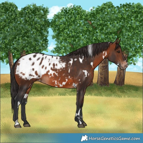 Horse Color:White Spotted Brown Appaloosa