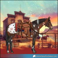 Horse Color:White Spotted Brown Blanket