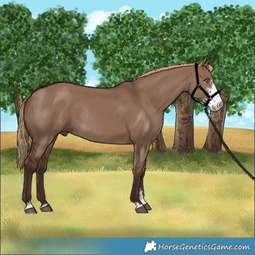 Horse Color:Liver Red Dun Sabino Rabicano
