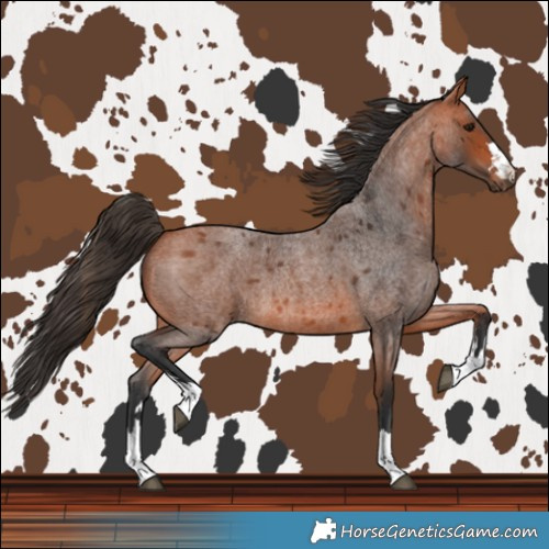 Horse Color:Bay Roan 
