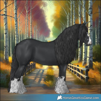 Horse Color:Black 