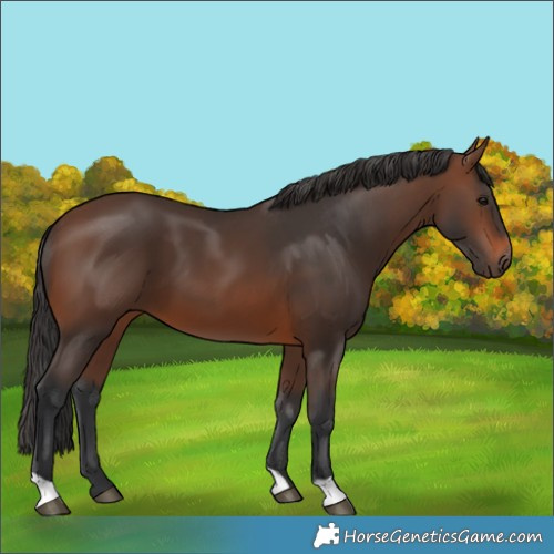 Horse Color:Brown 