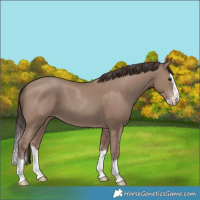 Horse Color:Classic Champagne Splash