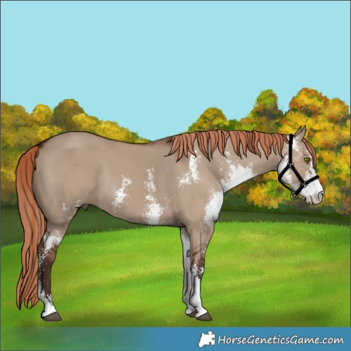 Horse Color:Liver Red Dun Sabino Rabicano 